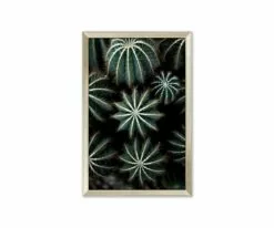 L33 Enchanted Effervescence