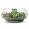 S64 Garden Faux Succulents in Glass Bowl Terrarium